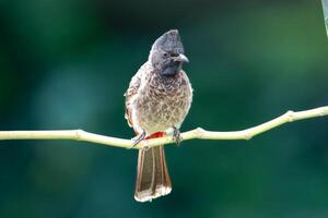 The red-vented bulbul is a member of the bulbul family of passerines. photo
