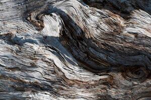 Close-Up of Weathered Tree Trunk photo