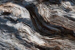 Close-Up of Weathered Tree Trunk photo