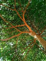 Bottom view of tree branches and twigs photo