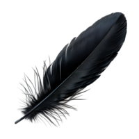 Black Feather Isolated on Transparent Background png