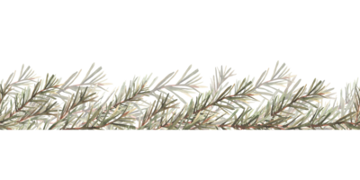 Pine or fir tree branches seamless border, pattern. Spruce evergreen with needles. Winter forest watercolor Christmas tree twig painted illustration for fabric, wrapping paper on isolated background png