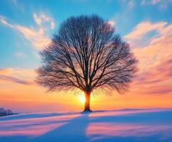 Sunset behind a solitary tree in a snowy landscape photo