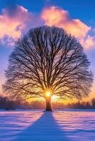 Beautiful sunset behind a solitary tree in a snowy landscape photo