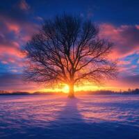 Sunset behind a solitary tree in a snowy landscape during winter photo