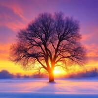 Sunset behind a large tree in a winter landscape photo