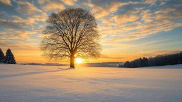 Winter sunset behind solitary tree on snowy landscape photo