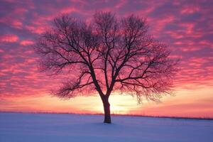 A solitary tree silhouetted against a colorful sunset in winter photo