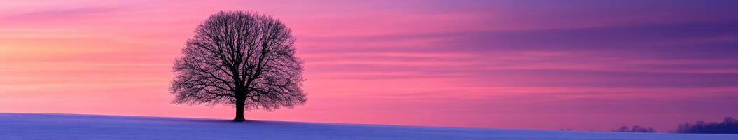 Solitary tree silhouetted against a colorful sunset sky photo