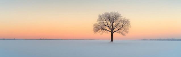 Lonely tree in a snowy field at sunset during winter photo