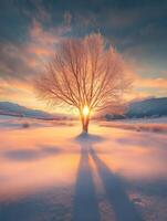 Beautiful winter sunset behind a frosty tree in a snowy landscape photo