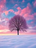 A single pink tree in a snowy landscape at sunset photo