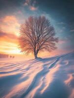 A lone tree in a snowy field at sunset with colorful sky photo