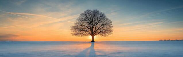 Sunset casts shadows from a lone tree on a snowy field photo
