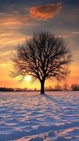 Solitary tree silhouetted against a sunset in a snowy landscape photo