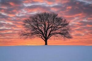 Majestic tree silhouetted against a vibrant sunset in winter photo