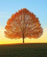 Vibrant autumn tree against a sunset in a serene landscape photo