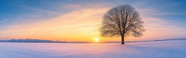 Solitary tree during sunrise in a snowy landscape photo