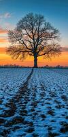 Lonely tree in snowy field at sunset in winter photo