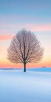 Lonely tree silhouetted against a colorful winter sunset photo