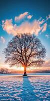 Winter sunset behind a solitary tree in a snowy landscape photo
