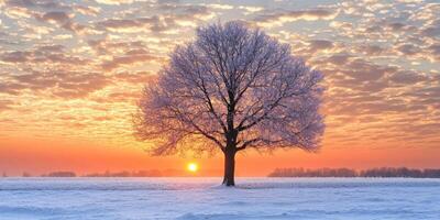 Winter sunset over a lone tree in a snowy landscape photo