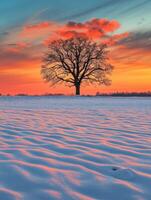 Snow-covered field at sunset with a solitary tree in winter photo
