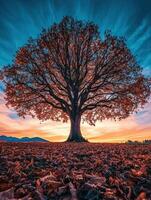 Majestic autumn tree at sunset with colorful leaves in the foreground photo