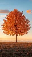 Vibrant autumn tree stands alone on a hill at sunset photo