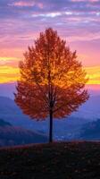 Autumn sunset over a solitary tree on a hilltop in the countryside photo