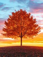 Bright orange tree during sunset on a serene hilltop photo
