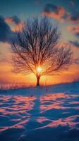 Sunset behind a bare tree on a snowy landscape in winter photo
