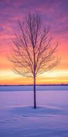 A solitary tree silhouetted against a vibrant winter sunset photo