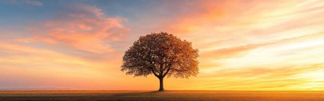 Sunset over a solitary tree in a vast field during golden hour photo