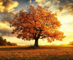 Autumn tree with vibrant leaves at sunset in a rural landscape photo