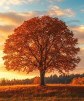 Beautiful autumn tree against a sunset in a serene landscape photo