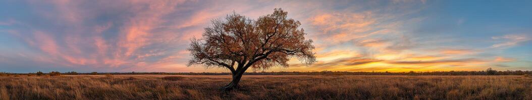 Sunset over a solitary tree in a vast open field photo