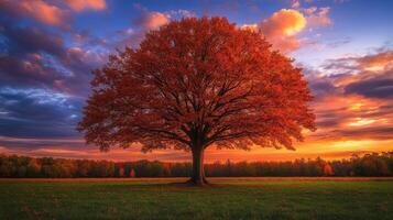 Colorful autumn sunset over a large tree in an open field photo
