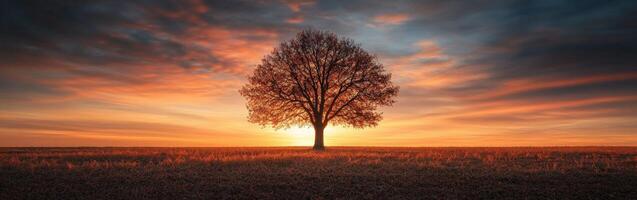 Solitary tree at sunset in an open field with colorful sky photo