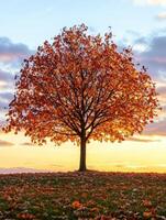 Autumn sunset behind a lone tree with golden leaves on a hillside photo