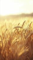 Wheat field at golden hour with soft sunlight illuminating stalks photo
