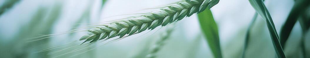 Wheat heads swaying gently in a green field under soft daylight photo