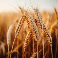 Golden wheat field swaying gently in the warm evening light photo