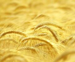 Wheat field sways gently in the breeze during golden hour photo