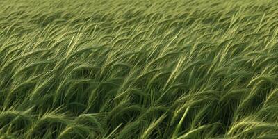 Lush green wheat fields swaying gently in the breeze during sunset photo