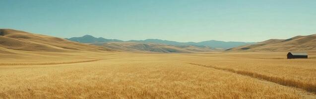 Golden wheat field under a clear sky with distant mountains photo