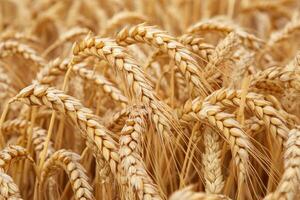 Golden wheat field swaying gently under the warm sun photo