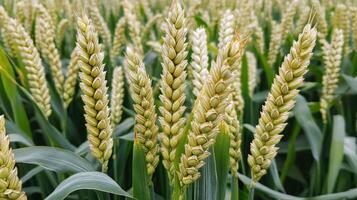 Ripening wheat field in bright sunlight during early summer photo