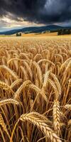 Wheat field under dark clouds in the late afternoon light photo