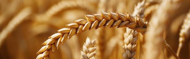 Golden wheat field during harvest season in late afternoon sun photo